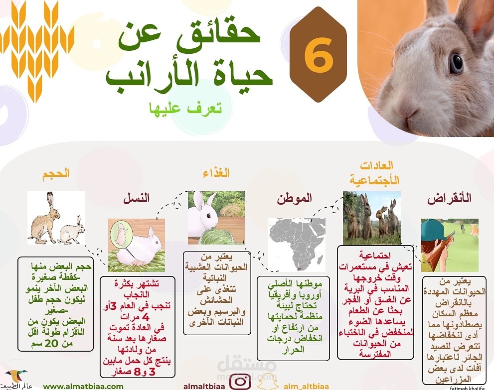 انفو جرافيك