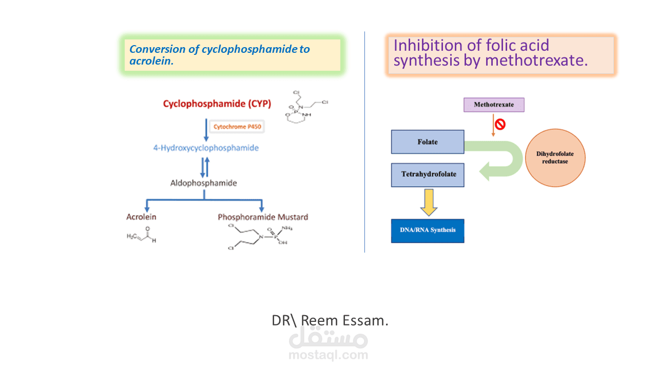 Drug metabolism