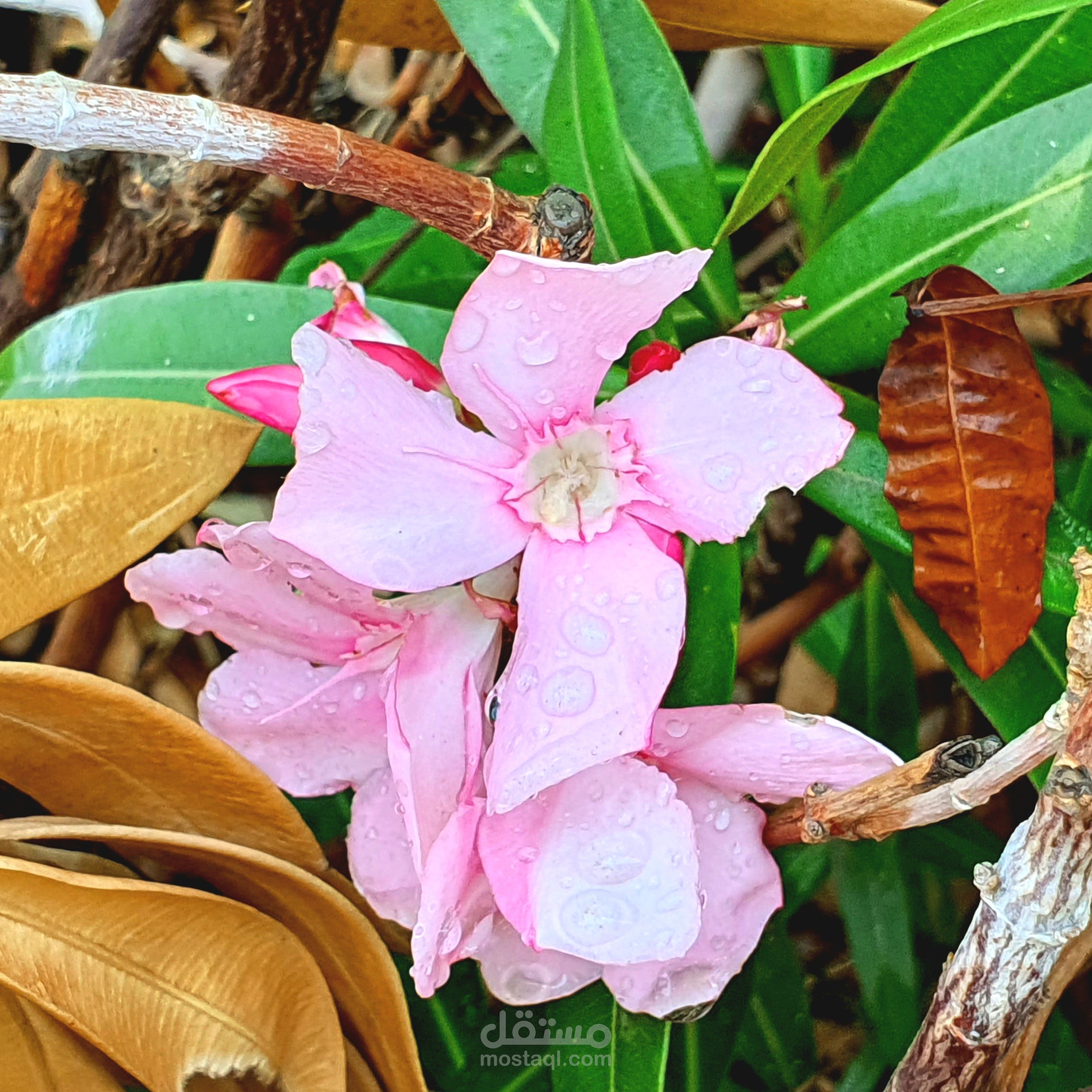 تصوير أزهار