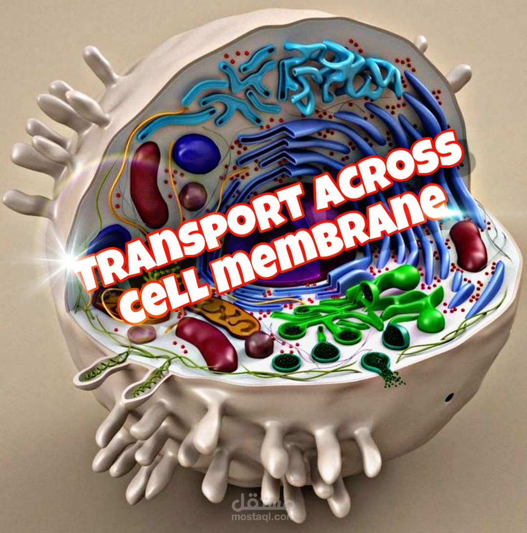 transport across cell membrane