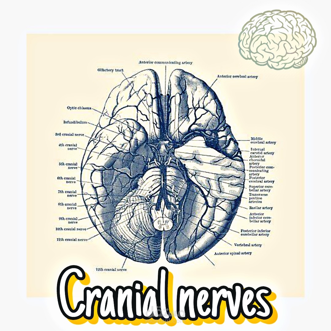 Cranial nerves