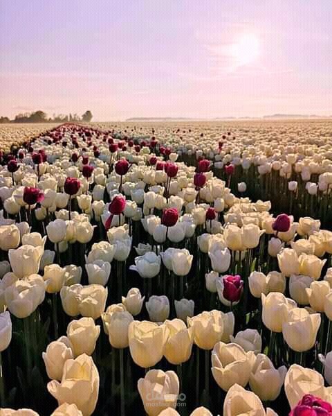 تعليق تحفيزي