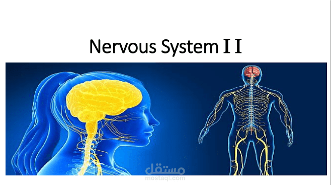 Nervous System - بحث في الجهاز العصبي