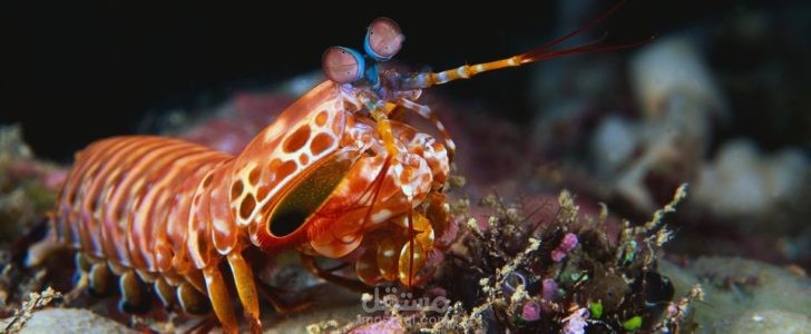 Exploring the Marvels of Shrimps