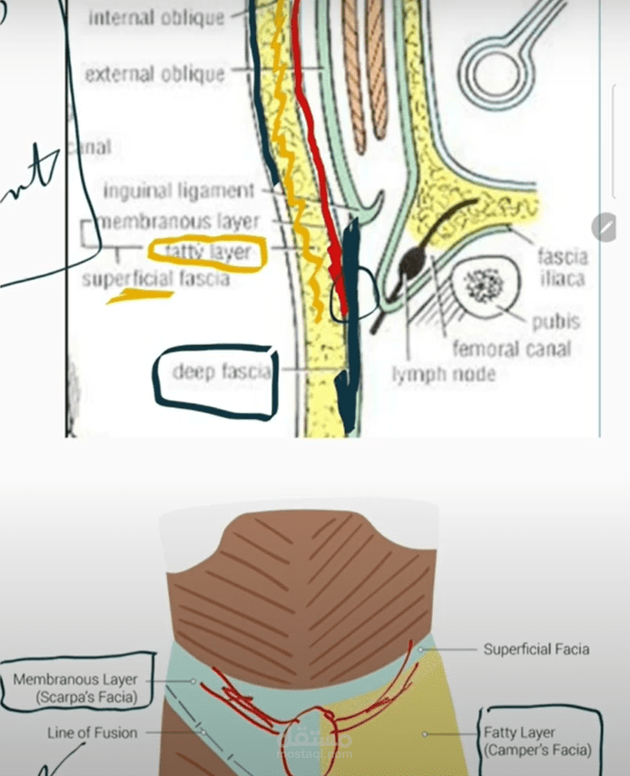 فيديو تعليمي فى مجال علم التشريح