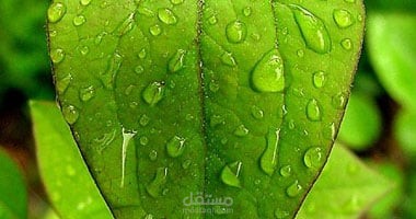 حكاية قطرة ندى