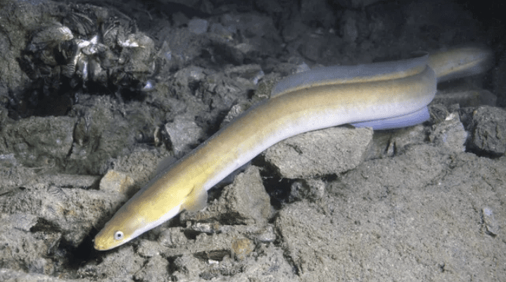 Cultured eels