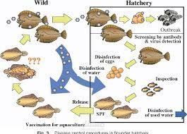 viral diseases of freshwater fish