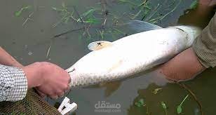 propagation of chinese carp