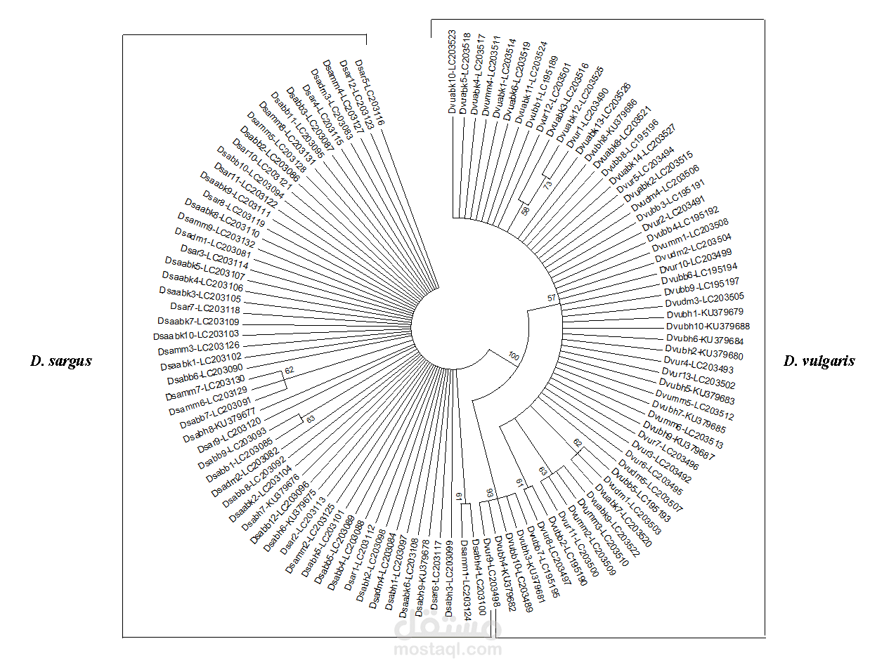 Phylogenetic trees