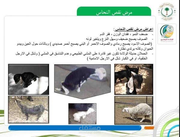 صياغه المحتوي
