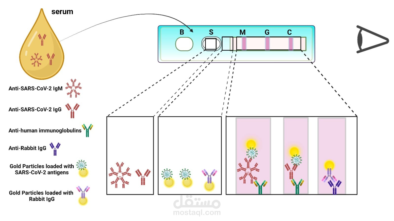 Scientific Illustration describe lateral flow immunoassay to detect SARS-COV-2