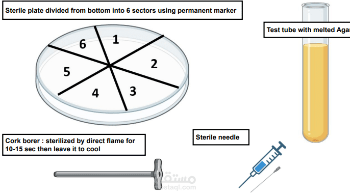Simplified presentation of practical experiment that test the efficacy of Antibiotics