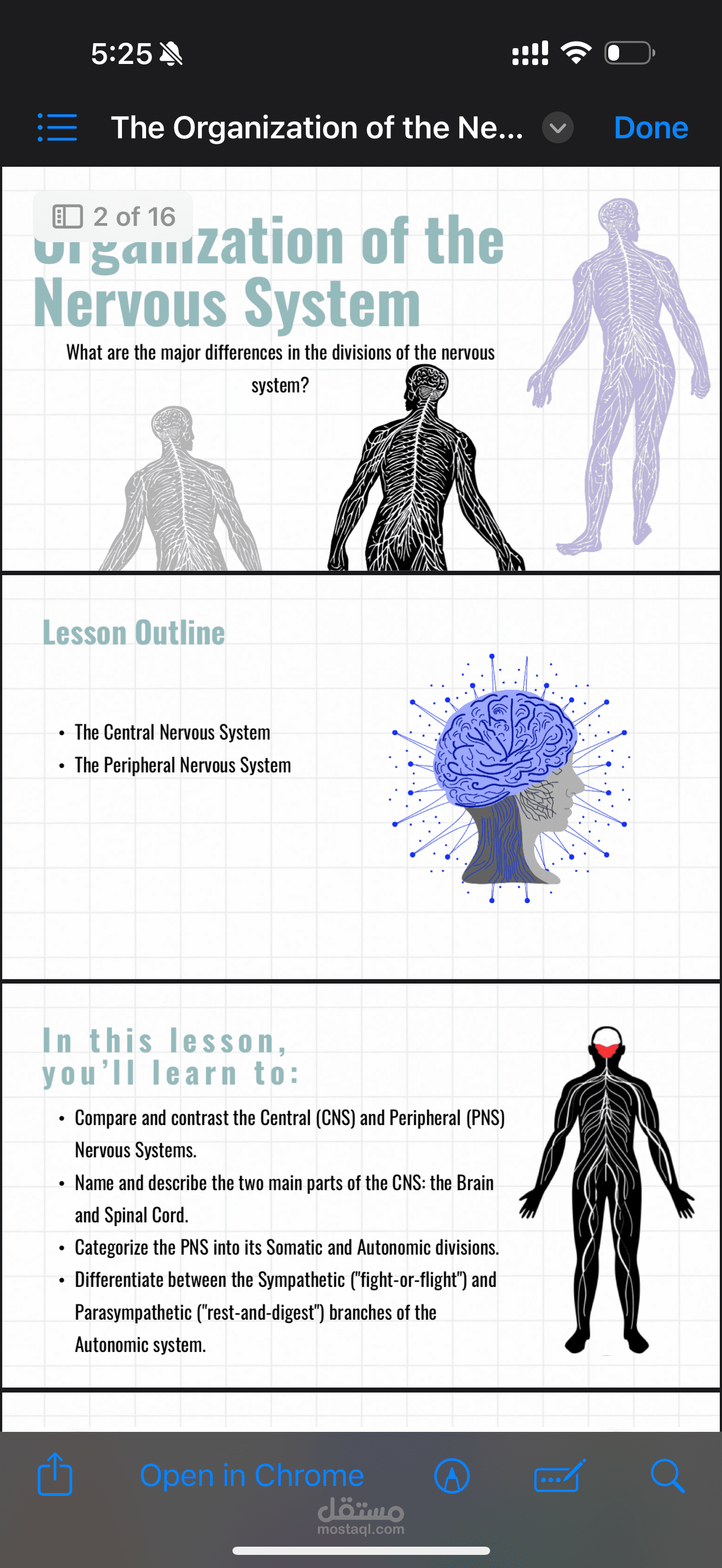 Organization of the Nervous System