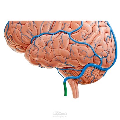 كورس لمادة علم التشريح  ANATOMY