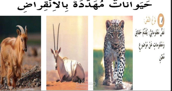 حل درس حيوانات مهددة بالانقراض عربي رابع