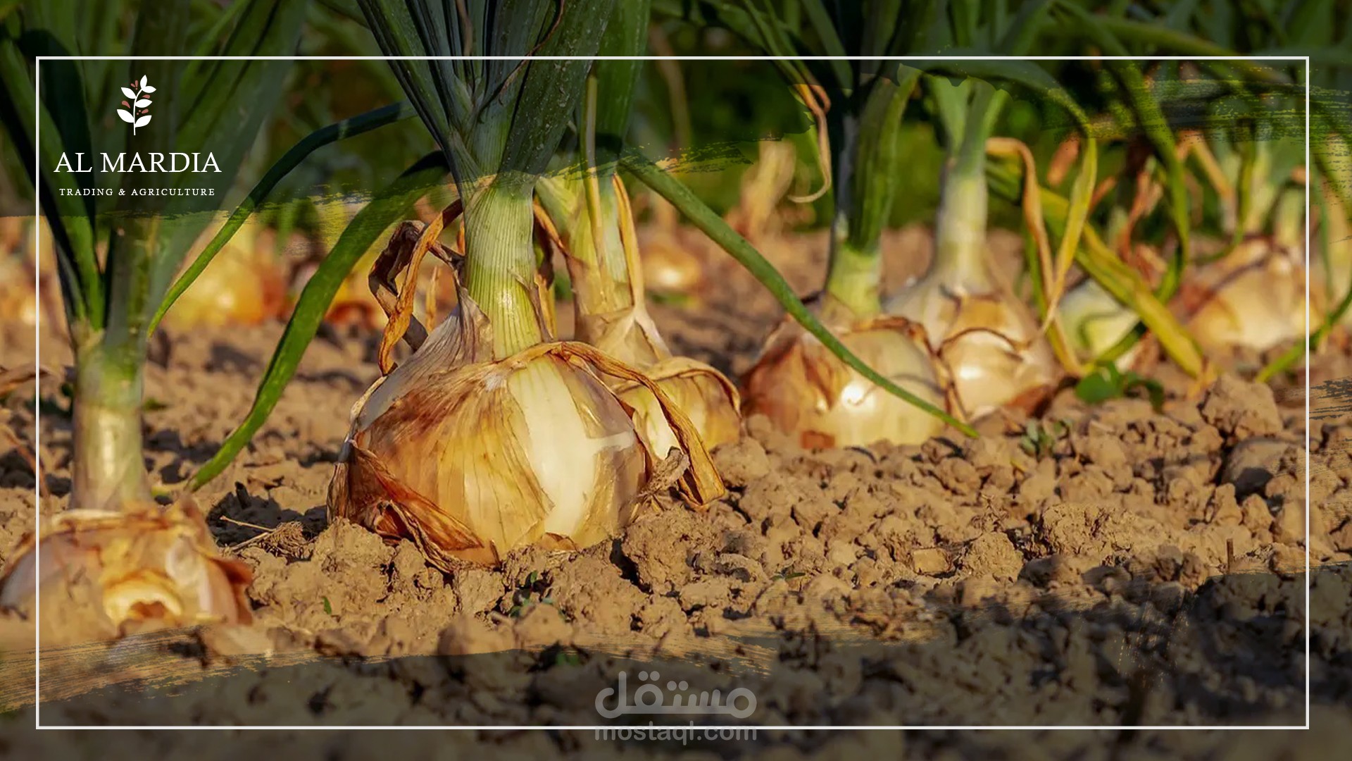 زراعة البصل وحصاده