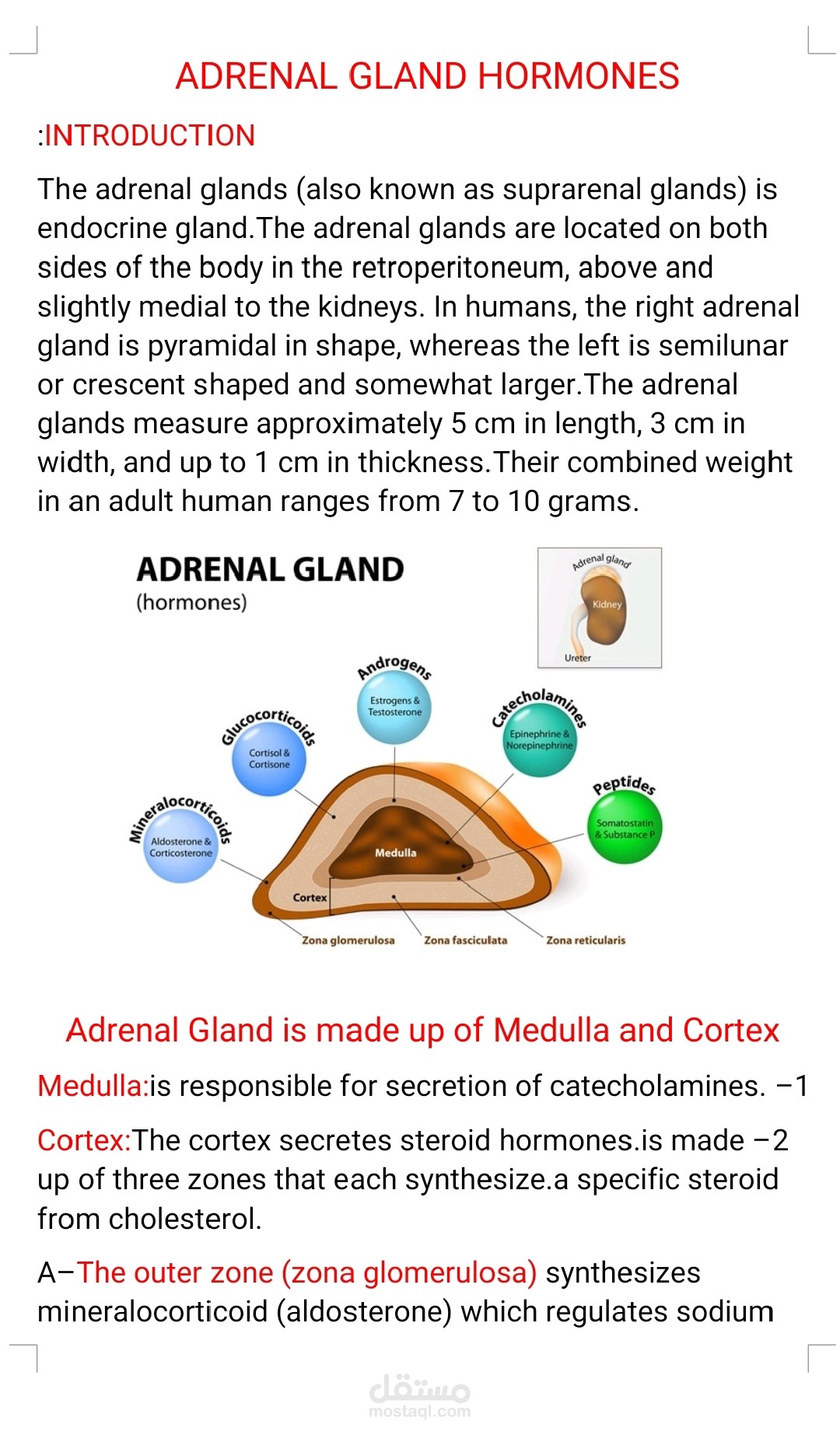 كتابة بحث عن Adrenal gland hormone