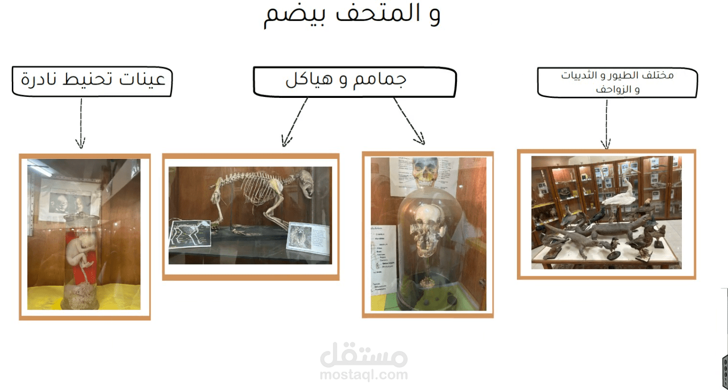 عمل فيديو وايت بورد ل اعلان عن متحف القسم