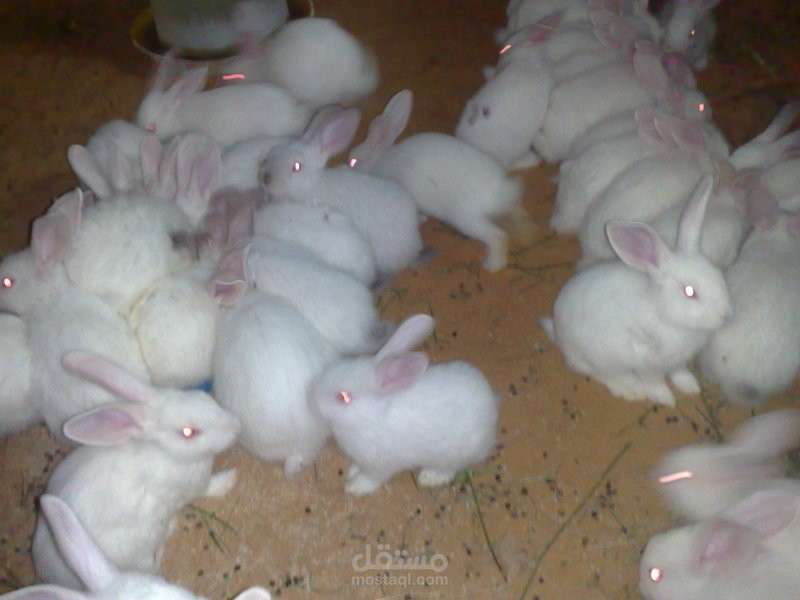 مزارع تربية حيوانات