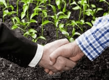 عقد ايجار مزرعة زيتون