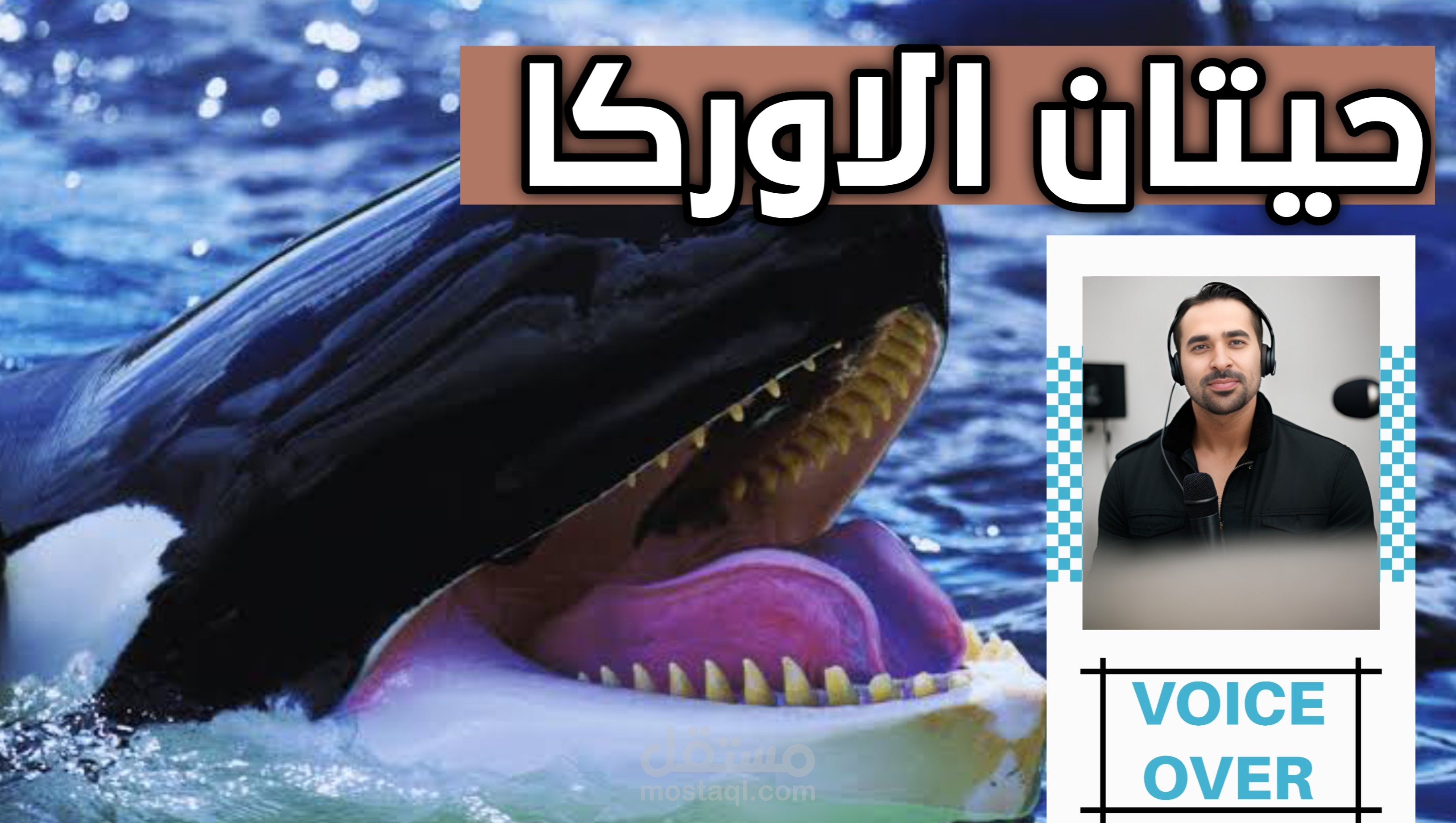 فيديو وثائقي بعنوان حيتان الاوركا