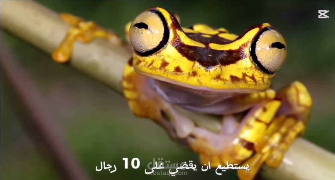 تصميم مقطع Short على YouTube، باستخدام التعليق الصوتي بالذكاء الاصطناعي.