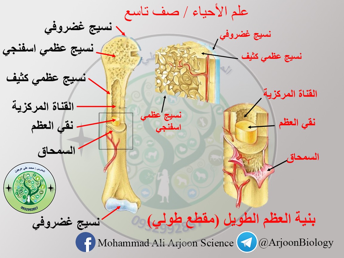 تحويل محتوى الكتاب إلى صورة غنية بالمعرفة