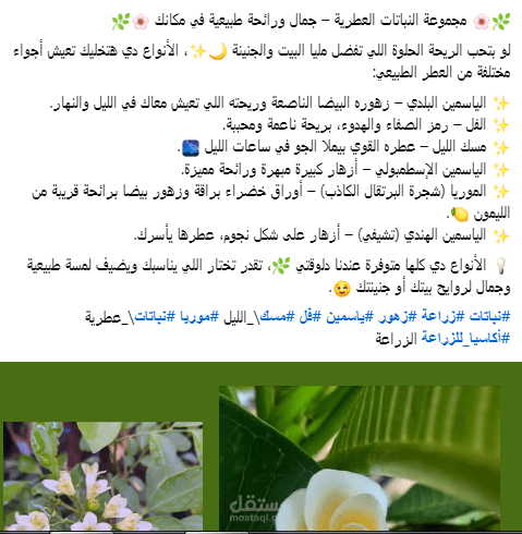 إدارة الحملات الإعلانية وكتابة محتوى تسويقي احترافي