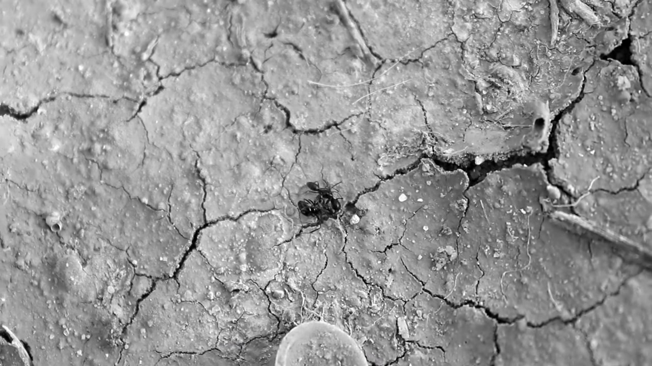 Without Colors - بدون الوان