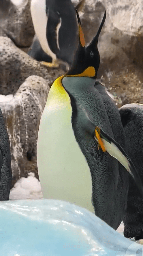 تعليق صوتى على وثائقى حياة البطاريق