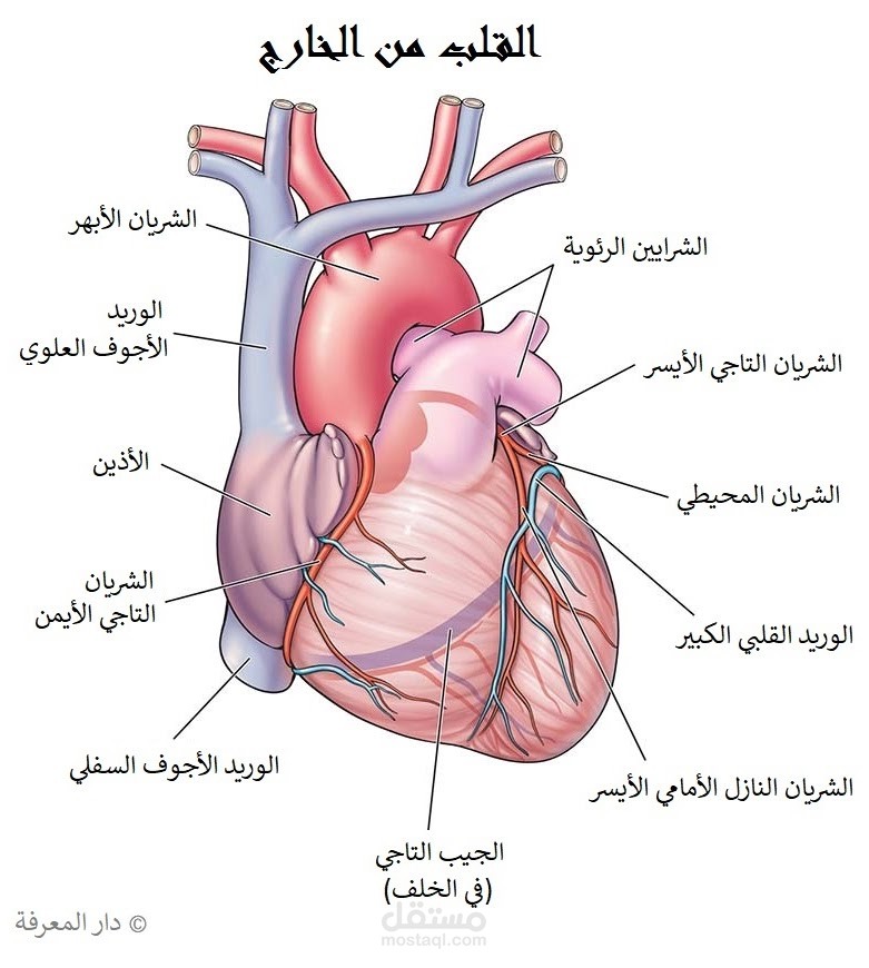 مقالة مترجمة عن القلب