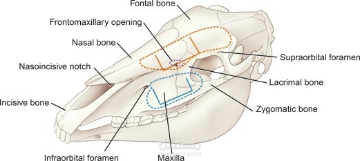 Trephination and approach of paranasal sinuses in different animals