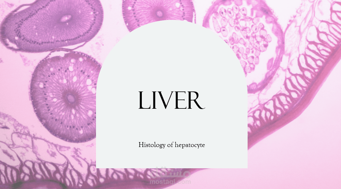 liver