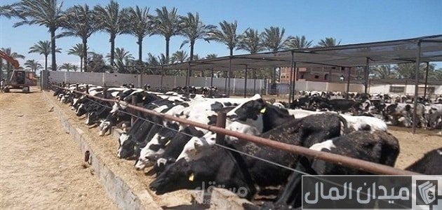 دراسة جدوى لمشروع تربية الابقار الحلوبة و الماعز و الاغنام و تسمين العجول فى ملف واحد