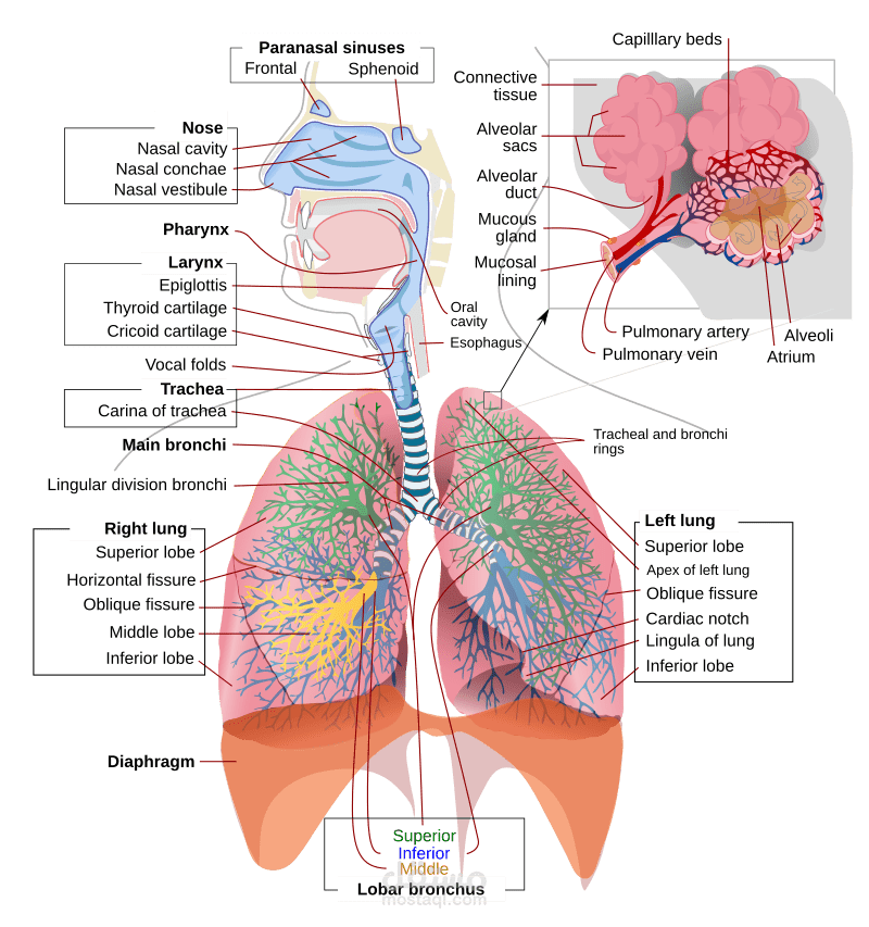 pneumonia in pediatrics