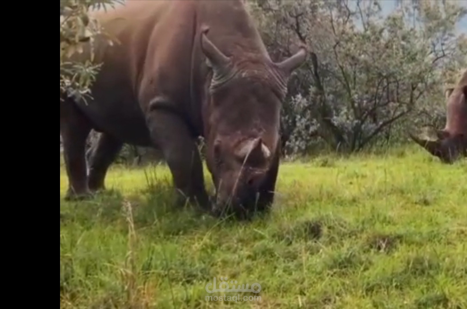 وثائقي - وحيد القرن