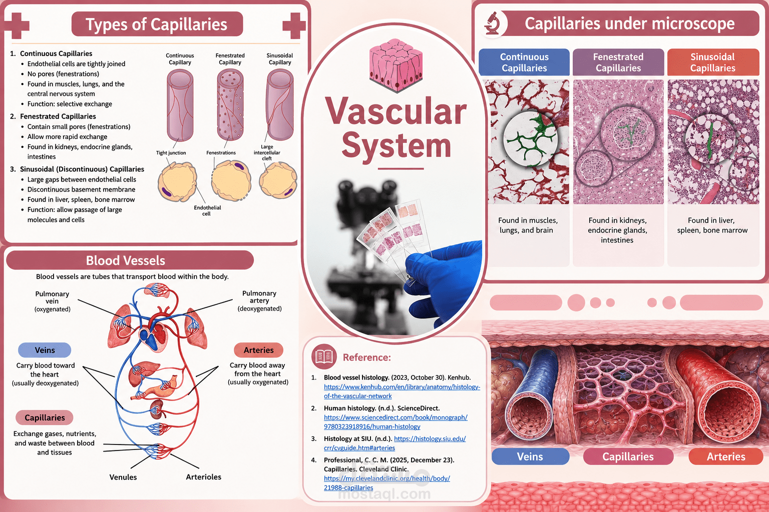 Vascular System