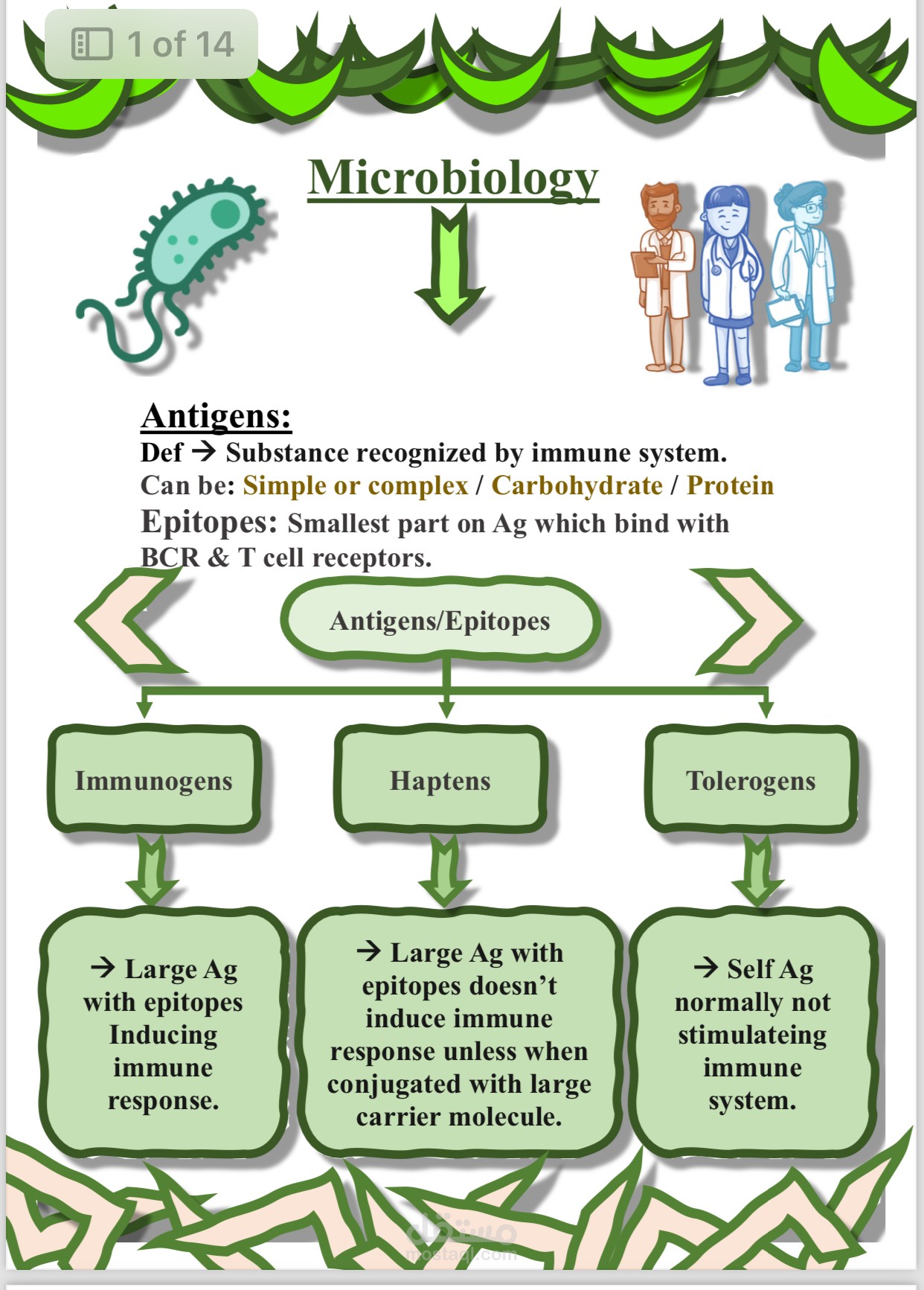 Professional Medical Assignment Creation Using Word