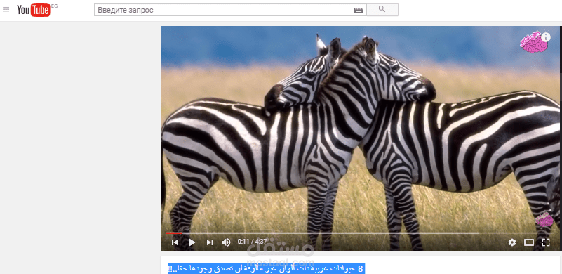 ترجمة فيديوهات من الروسية للعربية