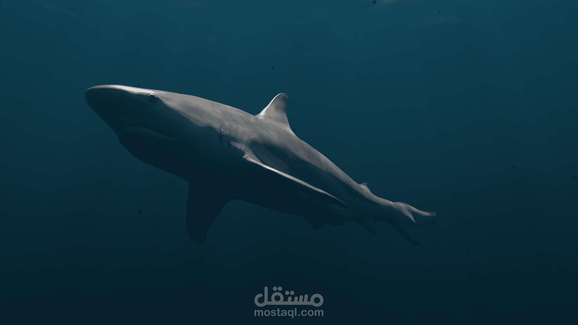أنيميشن واقعي لقرش ثلاثي الأبعاد مع محاكاة حركة ديناميكية تحت الماء