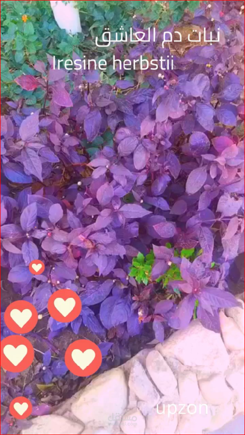 جمال نبات دم العشاق