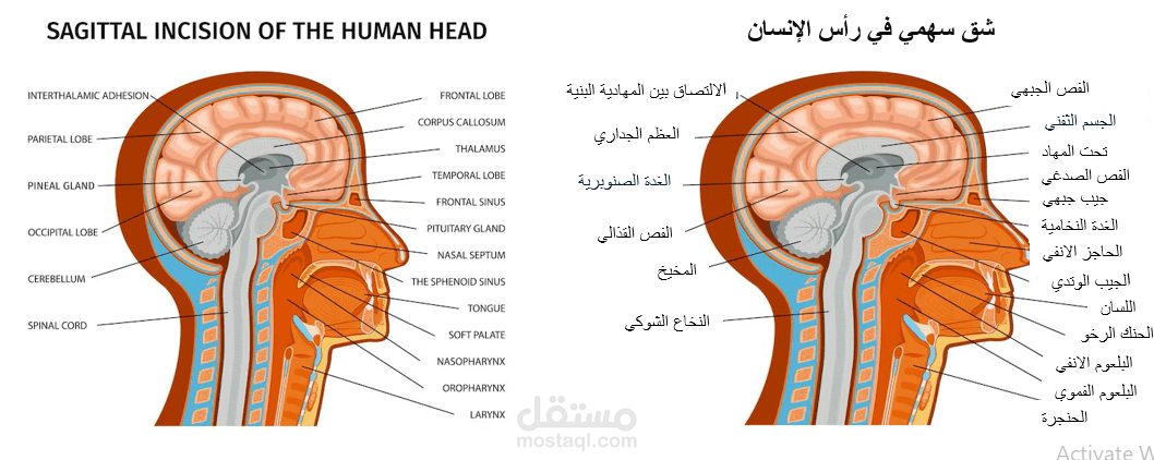 شق سهمي في رأس الإنسان