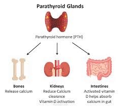 parathyroid hormone