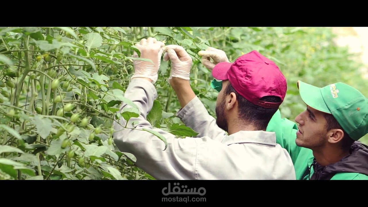 عمل اعلاني لاحد مزارع الطماطم في المغرب