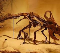 predict Age of a Fossil Analysis & Machine Learning.