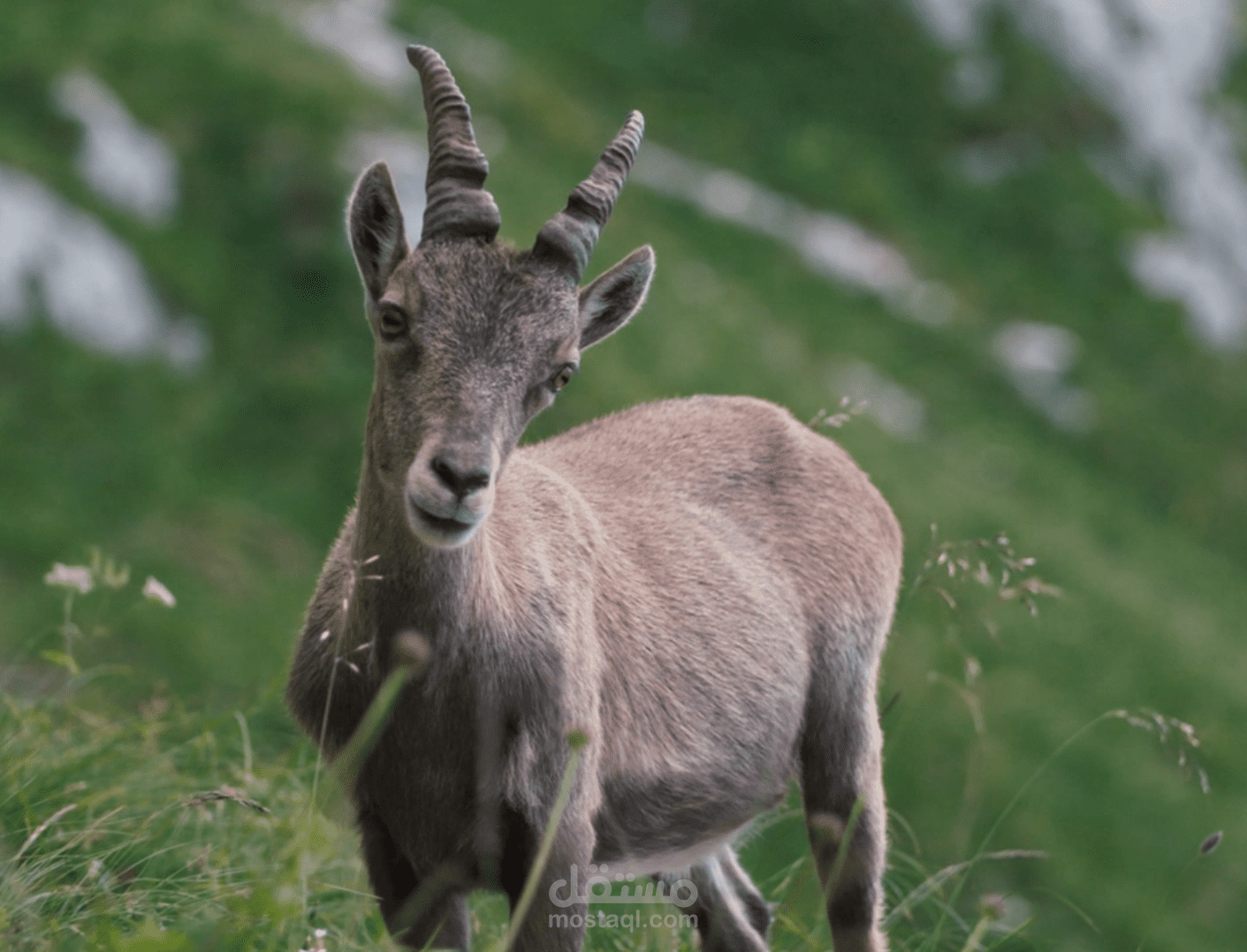 مونتاج وثائقي طبيعي سينمائي للبث التلفزيوني: جبال زاجروس
