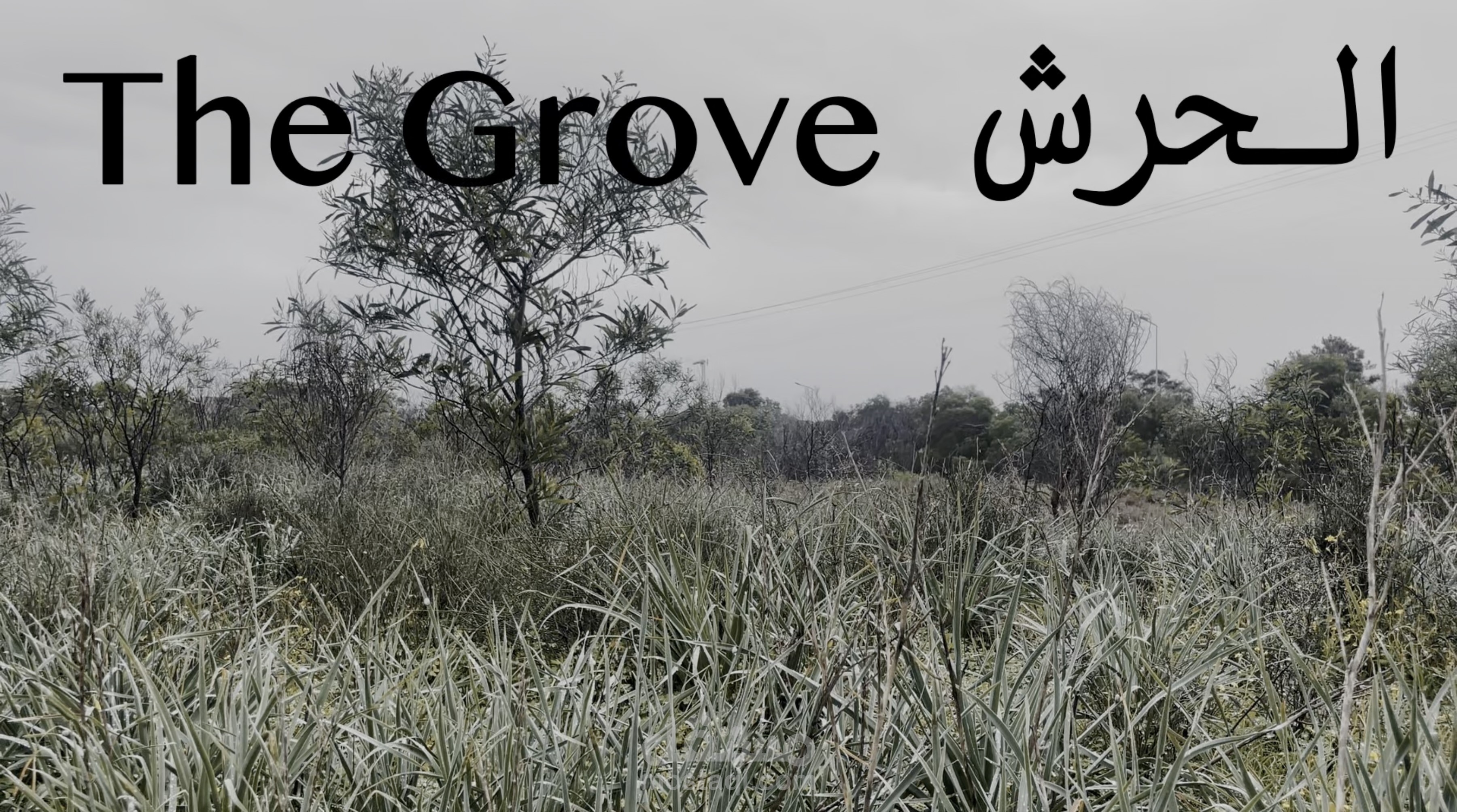 الحرش_The Grove