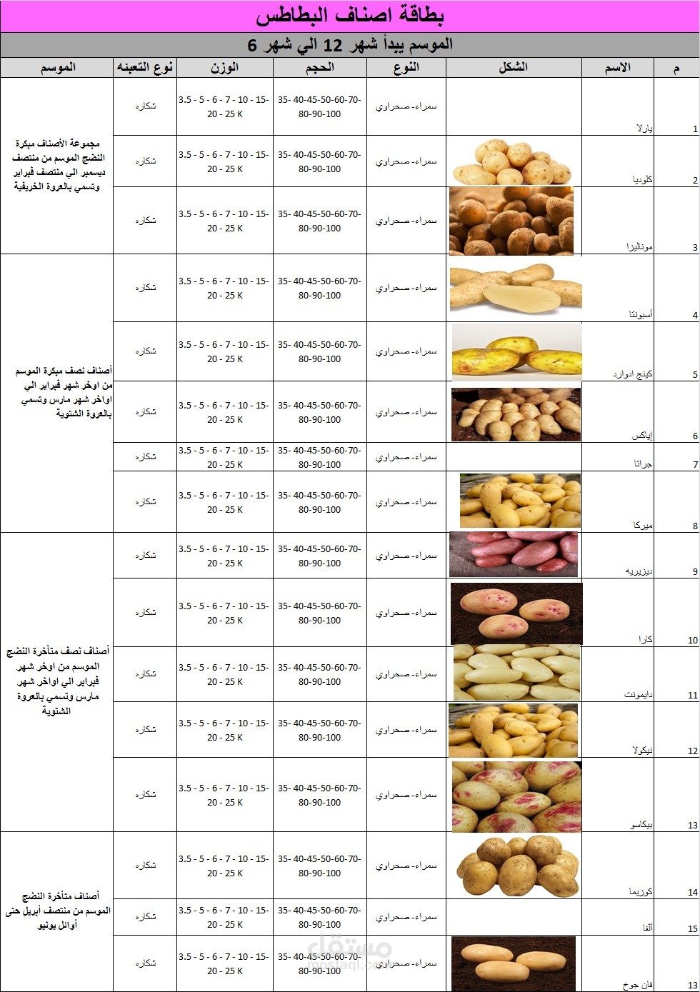 وضع تفاصيل صنف من اصناف الخضروات في مجال التصدير في ملف وورد