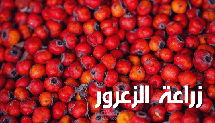 مقال عن زراعة الزعرور